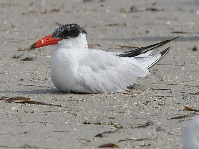 Caspian Tern