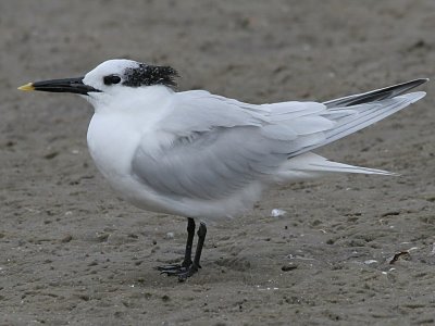 Sandwich Tern