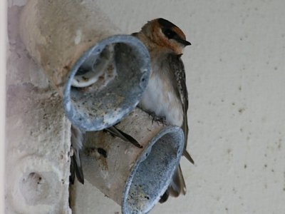 Cave Swallow