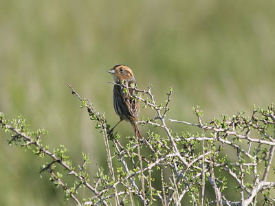 Saltmarsh Sharp-tailed Sparrow