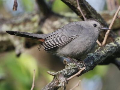 Gray Catbird