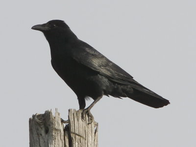 Fish Crow