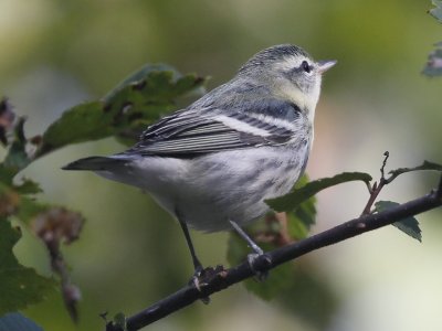 Cerulean Warbler