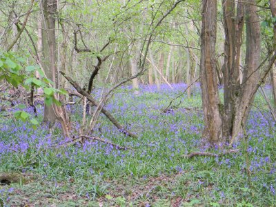 Hailes Wood