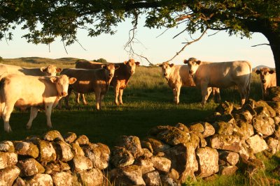 Posing Cattle
