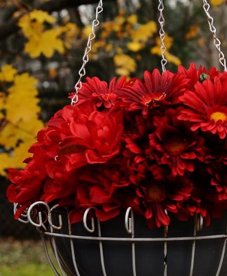 Fall flowers _3231.jpg