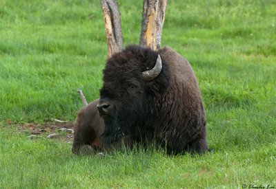 Bison hanging out between Mammoth and Norris