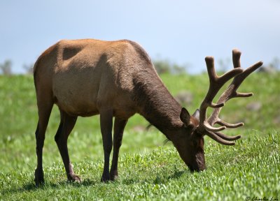 Bull Elk grazing near Tower Falls