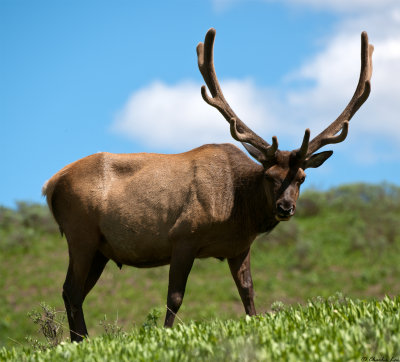 Bull Elk grazing near Tower Falls
