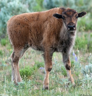 Bison calf - Lamar Valley