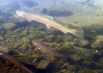Rainbow trout followed by a Cutthroat trout