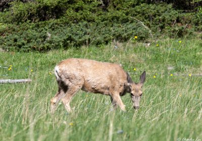 Mule Deer - Note the extremely long ears