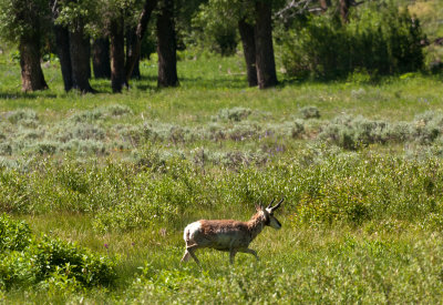 Pronghorn across Yellowstone River in Lamar Valley