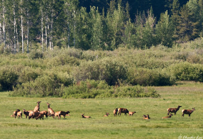Elk battling on Willow Flats near Jackson Lake Lodge, Grand Tetons