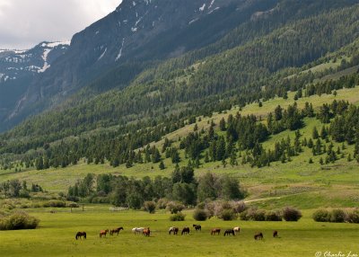 Herd of horses on a ranch near the Gallatin National Forest