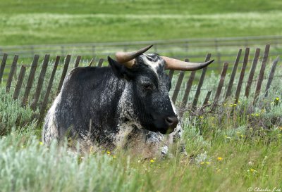 Bull guarding the ranch