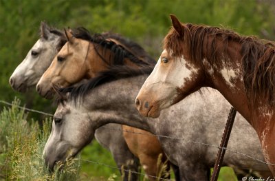 Mares eagerly waiting treats