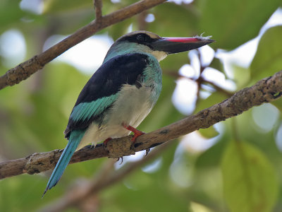 Blue-breasted Kingfisher - Teugelijsvogel - Halcyon malimbica