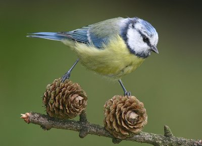 Pimpelmees - Blue Tit