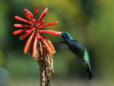 Green Violet-ear - Groene Violetoorkolibrie - Colibri thalassinus