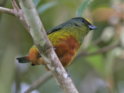 Olive backed Euphonia - Euphonia gouldy - Olijfrugorganist