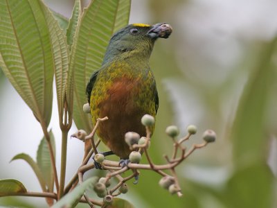 Olive backed Euphonia - Euphonia gouldy - Olijfrugorganist