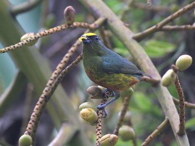 Olive backed Euphonia - Euphonia gouldy - Olijfrugorganist