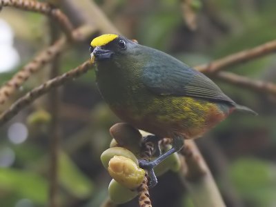 Olive backed Euphonia - Euphonia gouldy - Olijfrugorganist