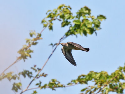 Koekoek - Cuckoo - Cuculus canorus