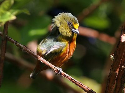 Olive backed Euphonia - Euphonia gouldy - Olijfrugorganist