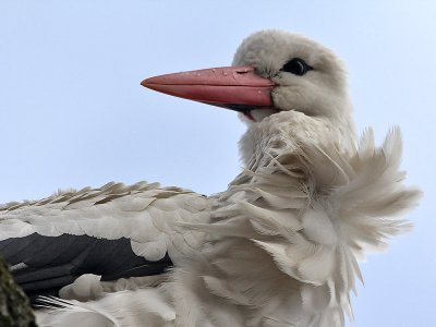Ooievaar  - White Stork - Ciconia ciconia
