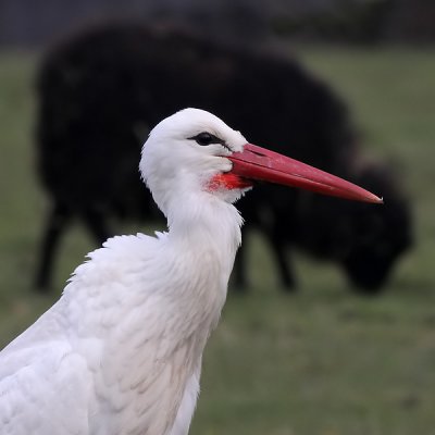 Ooievaar  - White Stork - Ciconia ciconia