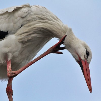 Ooievaar  - White Stork - Ciconia ciconia