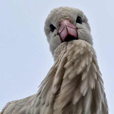 Ooievaar  - White Stork - Ciconia ciconia