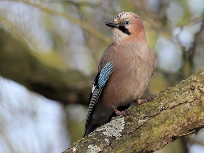 Gaai - Eurasian Jay - Garrulus glandarius