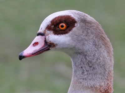 Nijlgans - Egyptian Goose - Alopochen aegyptiaca