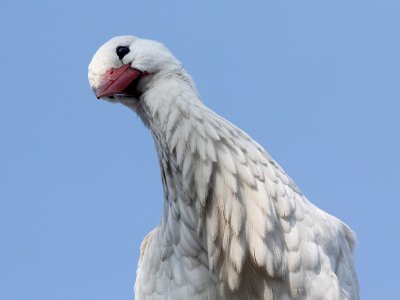 Ooievaar - White Stork - Ciconia ciconia