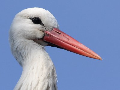 Ooievaar - White Stork - Ciconia ciconia