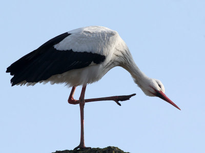 Ooievaar - White Stork - Ciconia ciconia