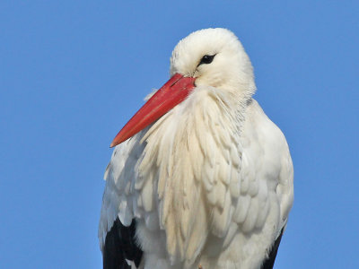 Ooievaar - White Stork - Ciconia ciconia
