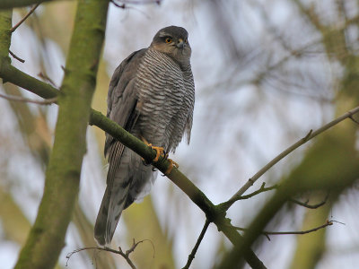 Sperwer - Sparrow Hawk - Accipiter nisus (female)