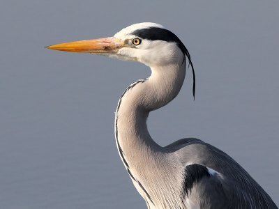Blauwe Reiger - Grey Herron - Ardea cinerea