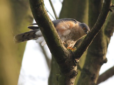 Sperwer - Sparrow Hawk - Accipiter nisus (male