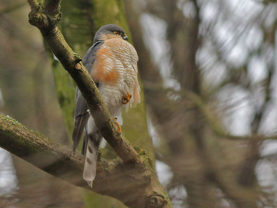 Sperwer - Sparrow Hawk - Accipiter nisus (male