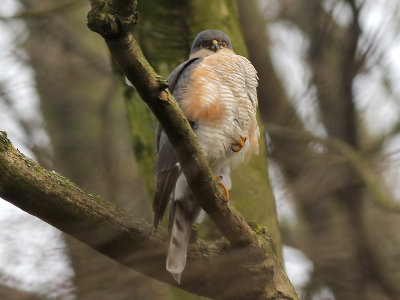 Sperwer - Sparrow Hawk - Accipiter nisus (male )