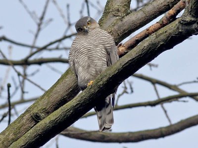 Sperwer - Sparrow Hawk - Accipiter nisus ( female)