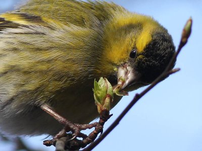 Siskin - Sijs - Carduelis spinus