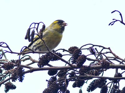 Siskin - Sijs - Carduelis spinus