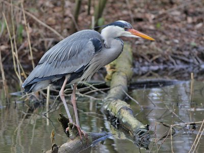 Blauwe Reiger - Grey Herron - Ardea cinerea