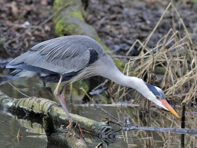 Blauwe Reiger - Grey Herron - Ardea cinerea